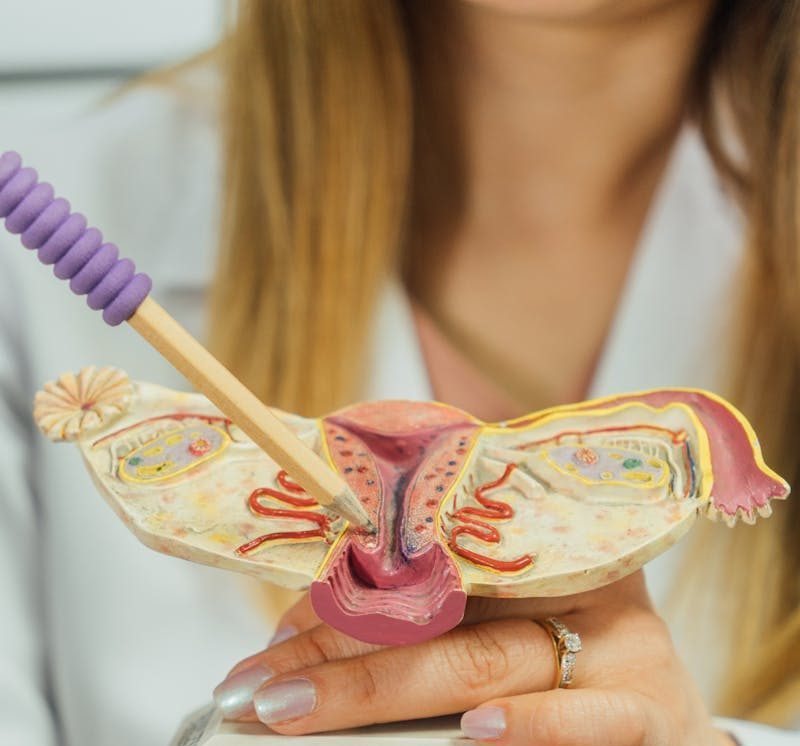 Close-up of a gynecological anatomical model with a pointer in a medical setting.