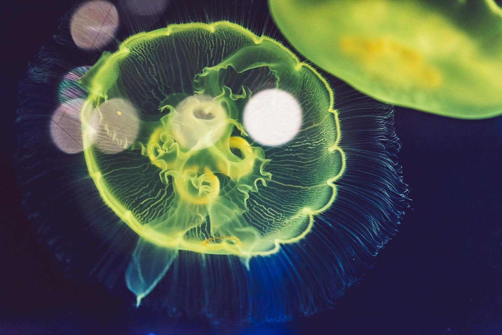 A captivating close-up shot of a glowing jellyfish under the sea in BC, Canada.