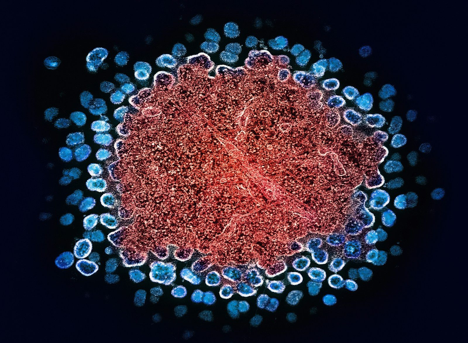 a close up of a red and blue cell